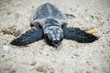 Sea Turtle Hatchling