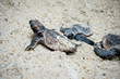 Sea Turtle Hatchling