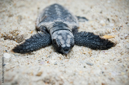 Photo: Sea Turtle Hatchling Sea Turtle Hatchling