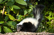 Stripped Skunk