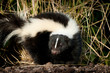 Stripped Skunk