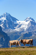 Two cows in the swiss Alps Two cows in the swiss Alps