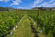 Vineyards and orchards. Osoyoos, B.C. Vineyards and orchards. Osoyoos, B.C.