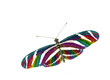 rainbow butterfly