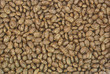 Castor oil plant, Ricinus communis, seeds