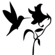Kolibri