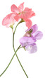 pink and lilac sweet pea flowers