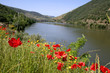 Fleurs et Douro
