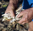 mains d'agriculteur