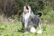 petit chien lion hurlant à la mort