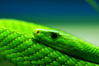 Grüne Mamba