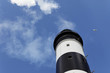 Phare et mouette