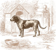 Chien de garde