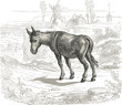 âne