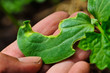 The insects eat the leaves, a leaf with holes The insects eat the leaves, a leaf with holes