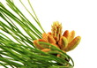 Inflorescence du pin Inflorescence du pin