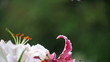 hummingbird with pink and maroon lilies