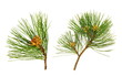 Rameaux de pin