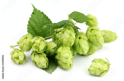Photo: Blossoming hop Blossoming hop