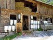 Kuhstall mit Milchkannen