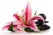 Steine,Lilium