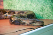 Adult boa, which lies in the aquarium.