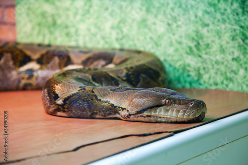 Photo: Adult boa, which lies in the aquarium. Adult boa, which lies in the aquarium.