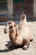 Sitting, munching camel, humped in zoo.