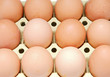 twelve eggs brown chicken in a box.twelve eggs brown chicken in twelve eggs brown chicken in a box.twelve eggs brown chicken in