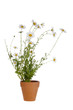 White Daisies
