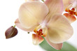 Isolated orchid flowers on white
