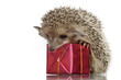 hedgehog on box,