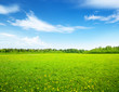 field of spring flowers and perfect sky