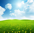 field of spring flowers