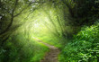 way in deep forest