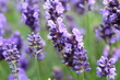 Lavendelblüten Nahaufnahme