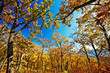 trees stretch into the sky