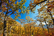 trees stretch into