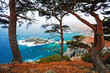Russia, Primorye, centennial cedar on a rocky beach