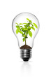 Light Bulb with sprout inside isolated