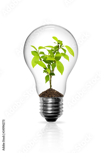 Photo: Light Bulb with sprout inside isolated Light Bulb with sprout inside isolated