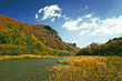 in autumn forest
