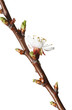 Macro of blossom on apricot twig