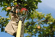 Obstpflücker