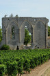 vignoble de Saint-Emilion en Aquitaine