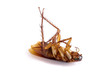 A single dead cockroach isolated