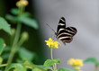 Foto: zebrafalter zebrafalter