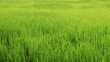 Green grass gently sways by the wind
