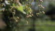 Currant blooming. Currant blooming.