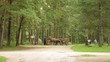 Animal-powered transport